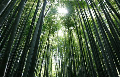 竹の庭