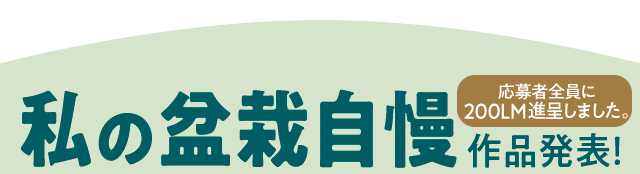 私の盆栽自慢 作品発表！ 200ML進呈