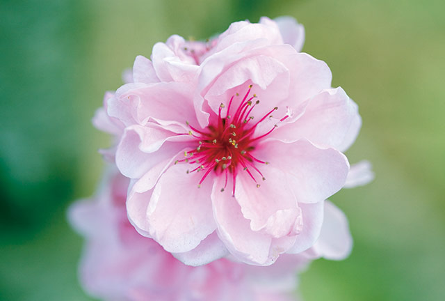 特集 花景色 春編 で紹介した花たち 暮らしをお得に もっと楽しく ウェブマガジン クラス エル レオパレス21のオーナー様向け会員組織