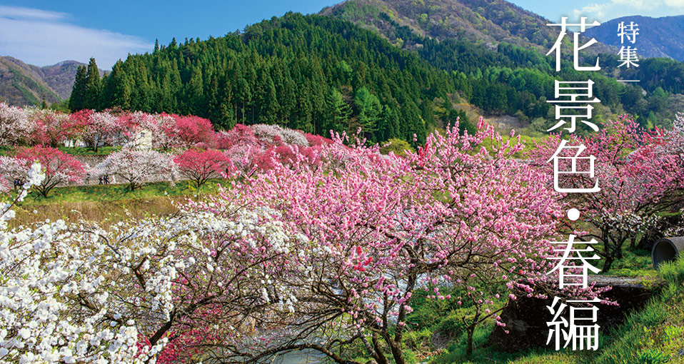 特集：花景色・春編