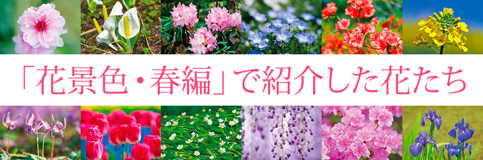 花景色・春編で紹介した花たち
