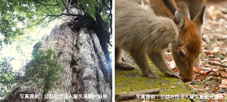 鹿児島県（写真提供：公益社団法人屋久島観光協会）