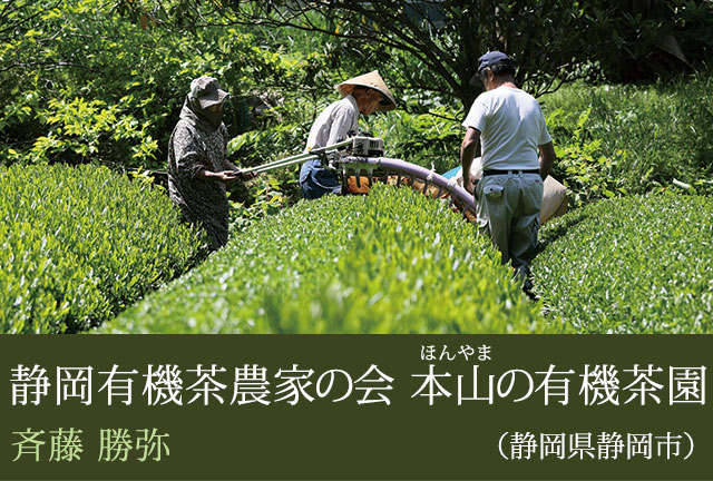 静岡有機茶農家の会 本山の有機茶園（静岡県静岡市） 斉藤 勝弥