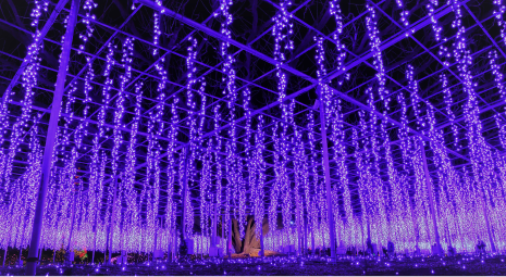 あしかがフラワーパーク(栃木県)「光の花の庭」