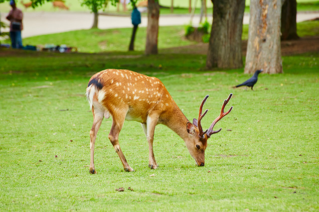 奈良公園