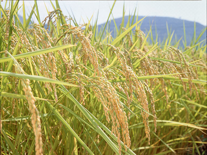 使用する原料米の100％地域栽培を目指す