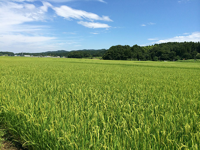 「越淡麗（こしたんれい）」が実る田んぼ