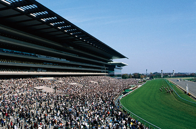 東京競馬場