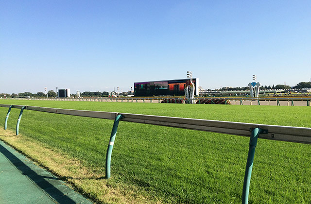 東京競馬場