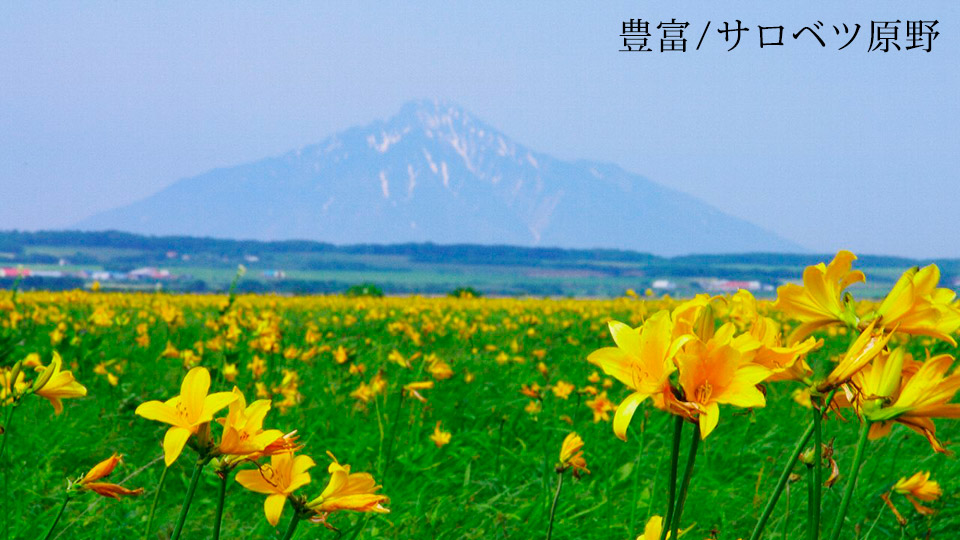 豊富/ サロベツ原野