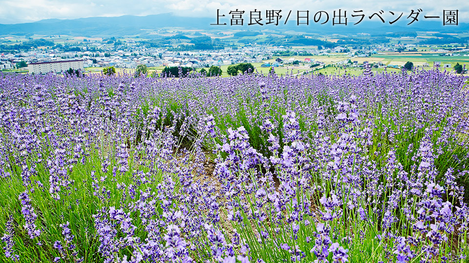 上富良野/ 日の出ラベンダー