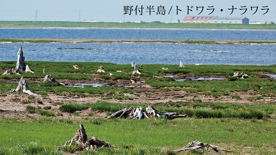 野付半島/トドワラ・ナラワラ