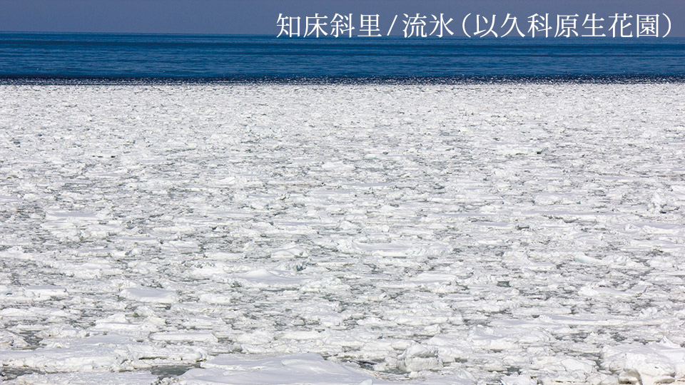 知床斜里/流氷(以久科原生花園)